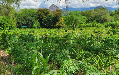 … das Projekt Agroforest kann Steppe durch erprobte Mischbepflanzung nutzbar machen. - © Bild: elimu4afrika.com

