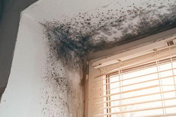 Schwarzer Schimmel an der Decke und an der Wand in der Nähe eines Fensters mit weißen Jalousien. - © AdobeStock