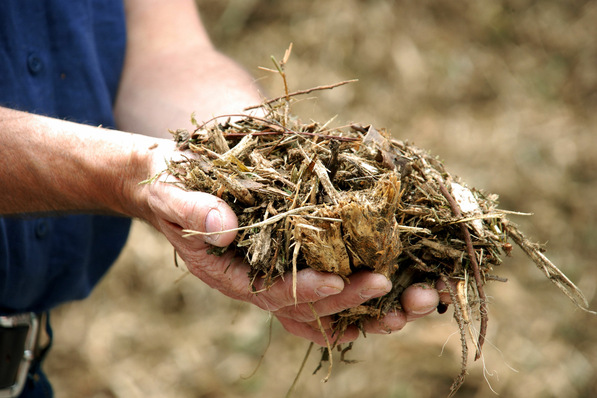 Person mit einer Handvoll trockenem Pflanzenmaterial oder Mulch im Freien. - © Gerhard Seybert - stock.adobe.com